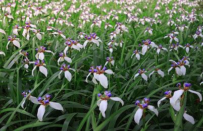 童年经典街机重置《IGS经典街机合集》发售  4种游戏模式玩法介绍